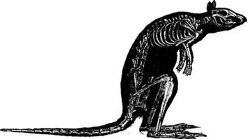 kangoeroe skelet, wijnoogst gravure. vector