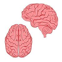 vector menselijk hersenen.orgaan anatomie.geneeskunde.genetica en Gezondheid zorg