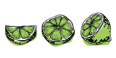 vector limoen clip art. hand- getrokken citrus set. fruit illustratie. voor afdrukken, web, ontwerp, decor