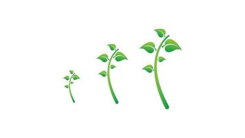 groen blad van ginkgo biloba Aan wit achtergrond vector