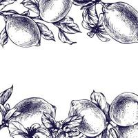 citroenen sappig, rijp met bladeren, bloem bloemknoppen Aan de takken, geheel en plakjes. grafisch botanisch illustratie hand- getrokken in blauw inkt. kader, sjabloon eps vector