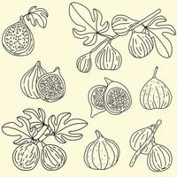 doodle uit de vrije hand schets tekening van vijgenfruit. vector
