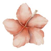 hibiscus bloem waterverf botanisch illustratie. hand- getrokken zomer klem kunst Aan geïsoleerd achtergrond. tekening van een tropisch exotisch bloeiend fabriek. schetsen van knop met roze bloemblaadjes. voor bloemen kaarten vector