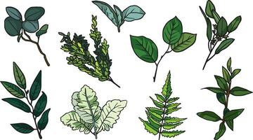 hand- getrokken kruiden bladeren groen blad verzameling zomer palm blad. grafisch vector illustratie