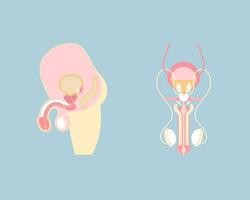 mannetje voortplantings- systeem en sperma, intern organen anatomie lichaam een deel nerveus systeem, vector illustratie tekenfilm vlak karakter ontwerp klem kunst