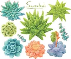 set vetplanten aquarel stijl vector