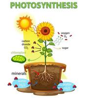diagram dat het proces van fotosynthese in zonnebloem toont vector