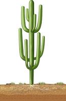 geïsoleerde groene cactus voor decor vector