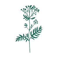 boerenwormkruid bloem of tanacetum vulgare kleurrijk vector illustratie geïsoleerd Aan wit achtergrond, decoratief vorm kruiden tekening silhouet voor ontwerp geneesmiddel, bruiloft nodig uit, groet kaart, kunstmatig