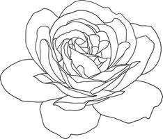 abstract lijn roos bloem zijn bloeiend met leeg achtergrond. vector