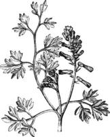 fumitory wijnoogst illustratie. vector