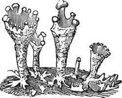 cladonia wijnoogst illustratie. vector