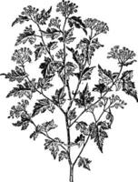 stephanandra incisaa wijnoogst illustratie. vector