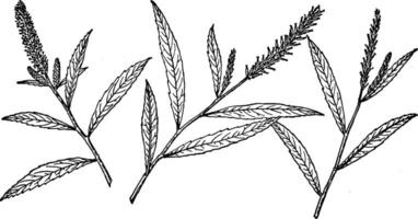 Afdeling van salix sesillifolia wijnoogst illustratie. vector