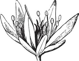 bloem onderdelen wijnoogst illustratie. vector