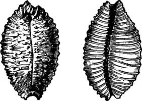 cypraea madagascariensis wijnoogst illustratie. vector