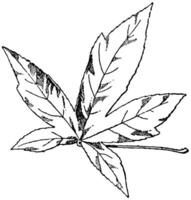 blad van Amerikaans amber boom wijnoogst illustratie. vector