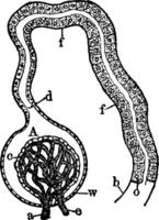 nier glomerulus en urinehoudend buisje, wijnoogst illustratie. vector