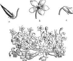 oxalis corniculata wijnoogst illustratie. vector