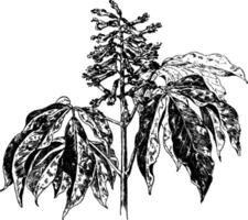 aesculus georgia wijnoogst illustratie. vector