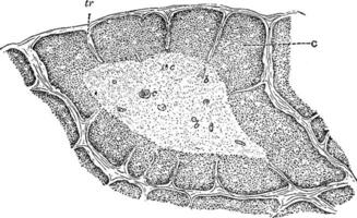 kwab van de thymus, wijnoogst illustratie. vector