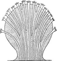 alcyonacea alcyonaria, wijnoogst illustratie. vector