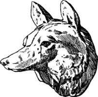 vos hoofd was ontworpen door habenschaden van knabbelen, wijnoogst gravure. vector