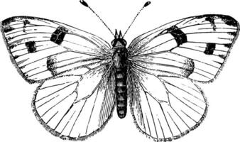 mannetje kool vlinder, wijnoogst illustratie. vector