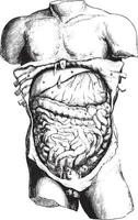 anatomie, wijnoogst gravure. vector