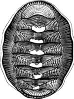 chiton chilensis, wijnoogst illustratie. vector