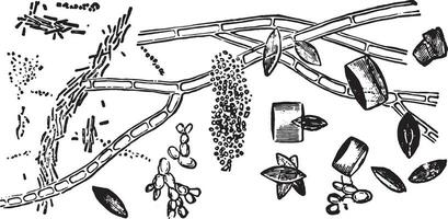 Kristallen van urine- zuur, wijnoogst gravure. vector