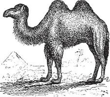 kameel, wijnoogst gravure. vector