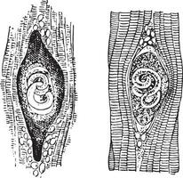 trichina spiralis, wijnoogst gravure. vector
