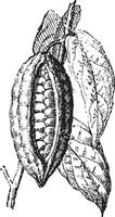 cacao of cacao, wijnoogst gravure. vector