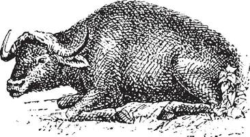 buffel, wijnoogst gravure. vector