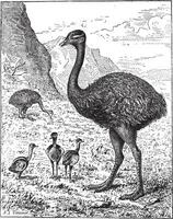 groter Rhea of Rhea americana, wijnoogst gravure vector