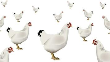 kippen in kip coop groep vector