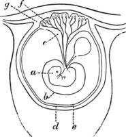 vroeg vorming van de placenta, wijnoogst illustratie. vector