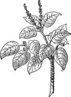 manchineel of nijlpaard mancinella, wijnoogst gravure vector