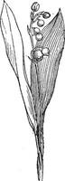 lelie van de vallei of convallaria majalis, wijnoogst gravure vector