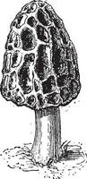 morille of morchella sp., wijnoogst gravure vector