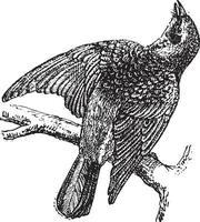 kramsvogel of turdus pilaris, wijnoogst gravure vector