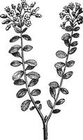 wild rozemarijn of rododendron tomentosum, wijnoogst gravure vector