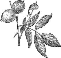 okkernoot of juglans regia, wijnoogst gravure vector