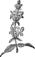 lavendel of lavandula sp., wijnoogst gravure vector