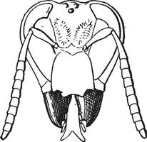 insect onderkaak, wijnoogst gravure vector