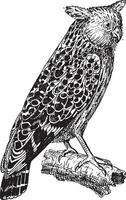 bubo ketupu of buffy vis uil, wijnoogst gravure. vector