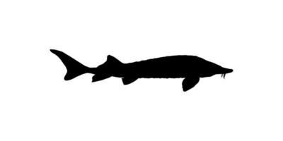 beluga steur of hoezo vis silhouet, vis welke produceren premie en duur kaviaar, voor logo type, kunst illustratie, pictogram, appjes, website of grafisch ontwerp element. vector illustratie