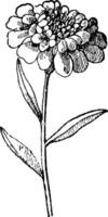 Candytuft of iberis scherm, wijnoogst gravure vector