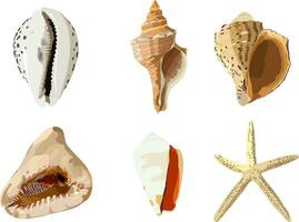 reeks van zee schelpen. vector fotorealisme. zeester schelpen, gastropoden.